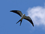 SwallowTailedKite_K517720