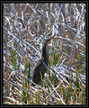 AmericanBittern_K702206