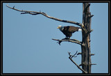 BaldEagle_K211084