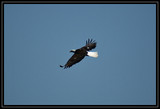 BaldEagle_K211096