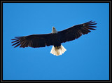 BaldEagle_K701794