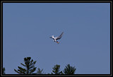 BlackSkimmer_K701686