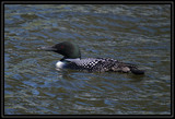 Loon_K701835