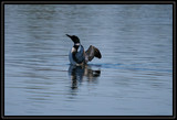 Loon_K702051