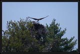 OspreyNest_K701710