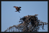 OspreyNest_K701741