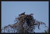 OspreyNest_K701751