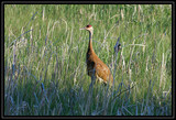 SandhillCrane_K211137