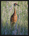 SandhillCrane_K701923