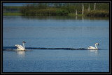 TrumpeterSwanLanding_K701979