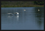 TrumpeterSwanTakeoff_K211175