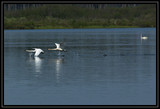 TrumpeterSwanTakeoff_K211176