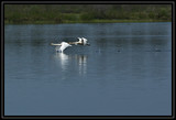 TrumpeterSwanTakeoff_K211179