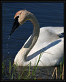 TrumpeterSwan_K701636