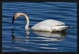 TrumpeterSwan_K701658