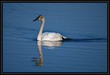 TrumpeterSwan_K701957