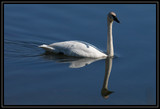 TrumpeterSwan_K702162