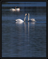 TrumpeterSwans_K702076