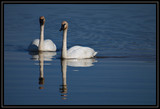 TrumpeterSwans_K702159