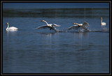 TrumpeterSwans_K702186