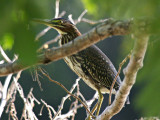 GreenHeron_K519417