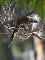 GreenHeron_K519428