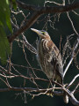 GreenHeron_K519478