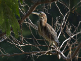 GreenHeron_K519500