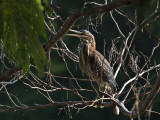 GreenHeron_K519501