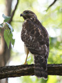 RedshoulderedHawk_K519412