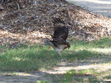 RedshoulderedHawk_K519526