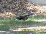 RedshoulderedHawk_K519535