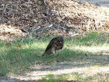 RedshoulderedHawk_K519541