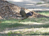 RedshoulderedHawk_K519542