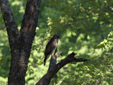 RedshoulderedHawk_K519557