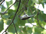 TuftedTitmouse_K519522