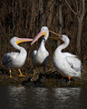 WhitePelicans_K206752