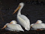 WhitePelicans_K510544