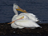 WhitePelicans_K510654