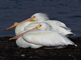 WhitePelicans_K510656