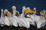 WhitePelicans_K706015